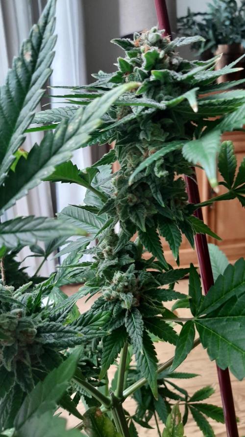 Super lemon haze window/outdoor grow. Week 14