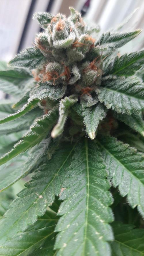 Super lemon haze window/outdoor grow. Week 14