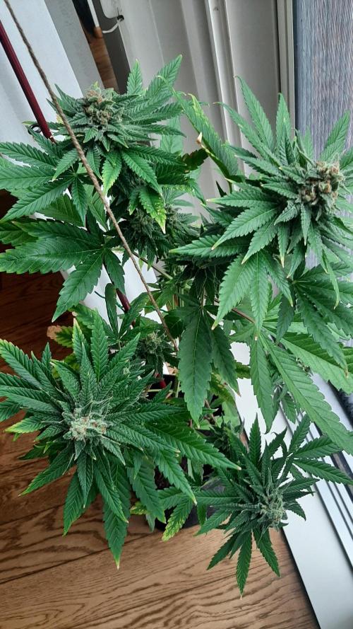 Super lemon haze window/outdoor grow. Week 14