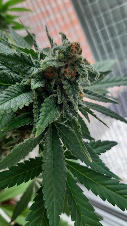 Super lemon haze window/outdoor grow. Week 14