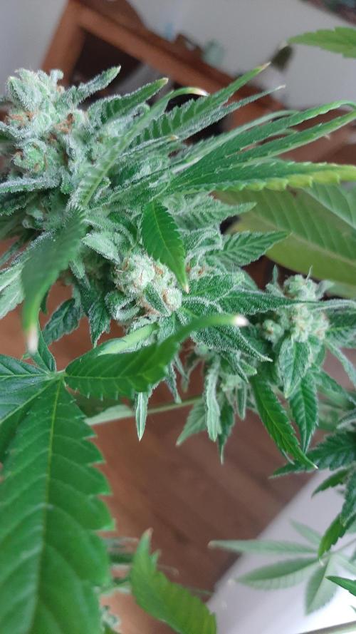 Super lemon haze window/outdoor grow. Week 14
