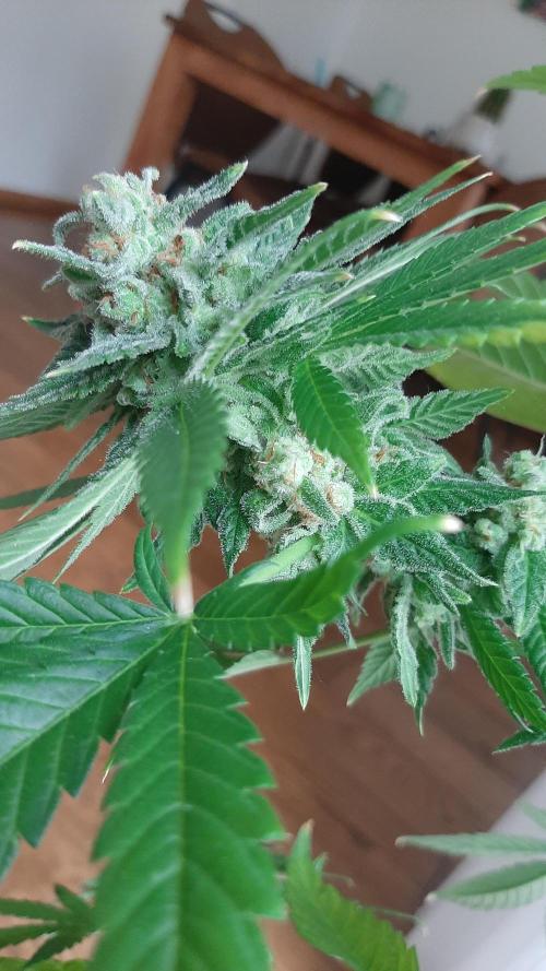 Super lemon haze window/outdoor grow. Week 14