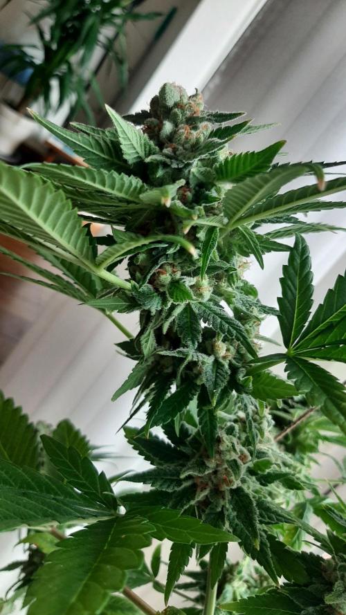 Super lemon haze window/outdoor grow. Week 14