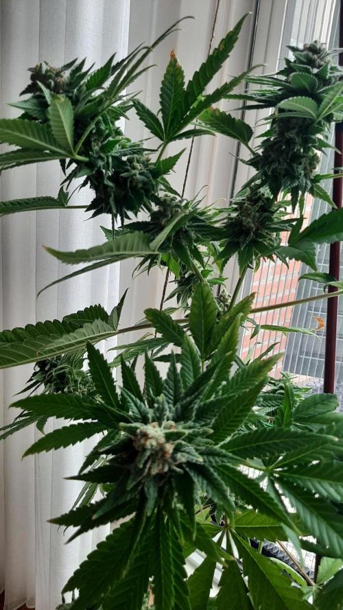 Super lemon haze window/outdoor grow. Week 14