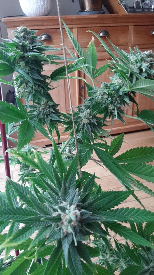 Super lemon haze window/outdoor grow. Week 14