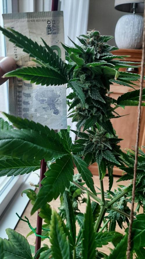 Super lemon haze window/outdoor grow. Week 14
