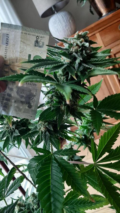 Super lemon haze window/outdoor grow. Week 14
