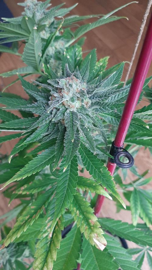 Super lemon haze window/outdoor grow. Week 14