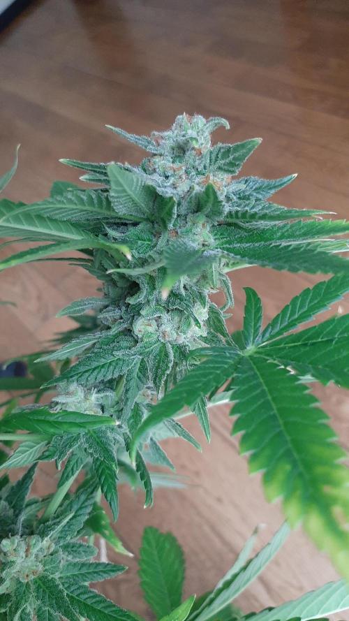 Super lemon haze window/outdoor grow. Week 14