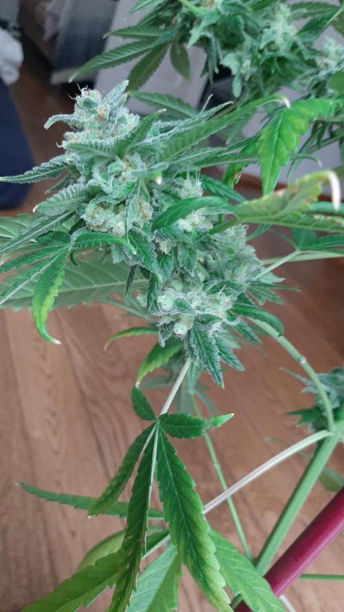 Super lemon haze window/outdoor grow. Week 14