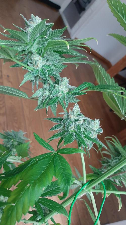 Super lemon haze window/outdoor grow. Week 14