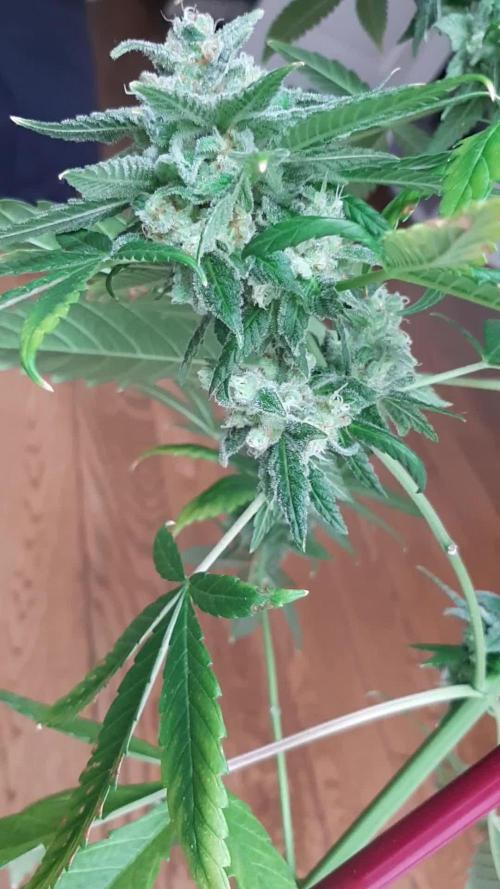 Super lemon haze window/outdoor grow
