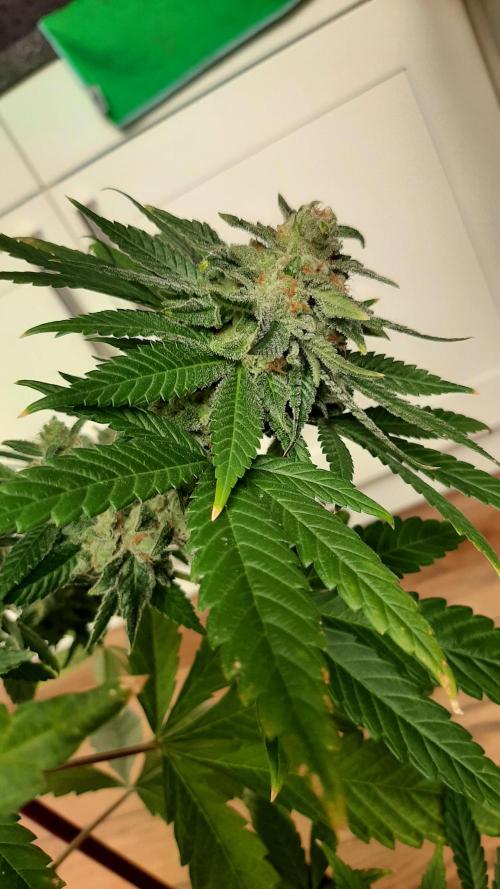 Super lemon haze window/outdoor grow. Week 14