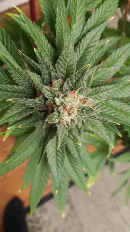 Super lemon haze window/outdoor grow. Week 14