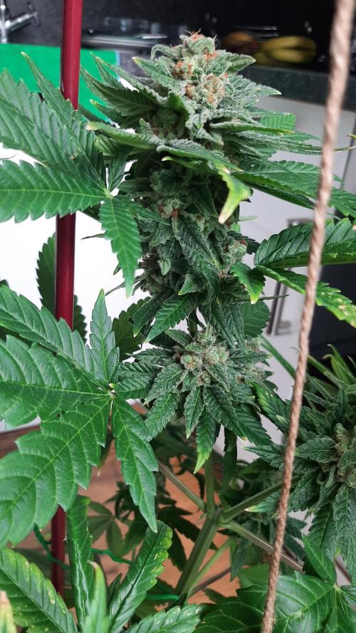 Super lemon haze window/outdoor grow. Week 14