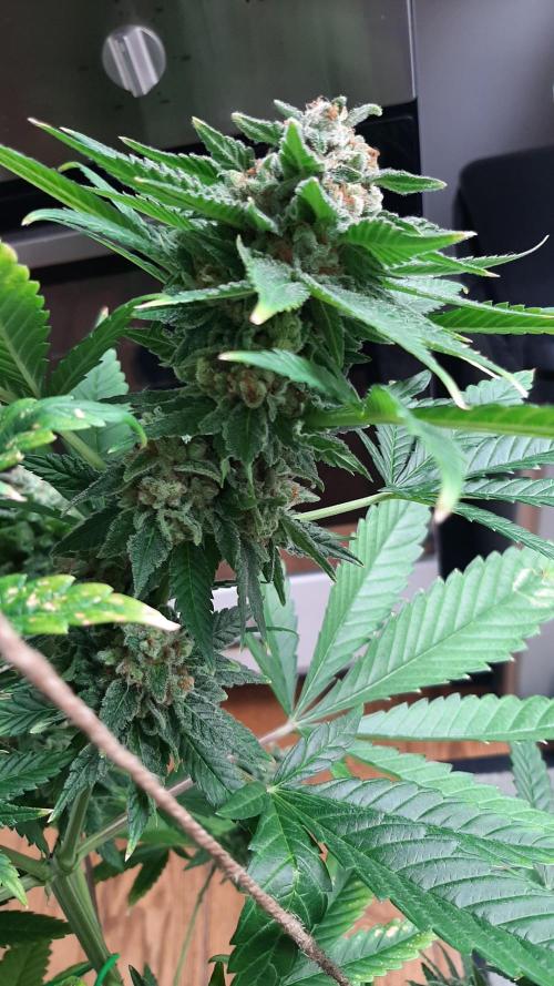 Super lemon haze window/outdoor grow. Week 14