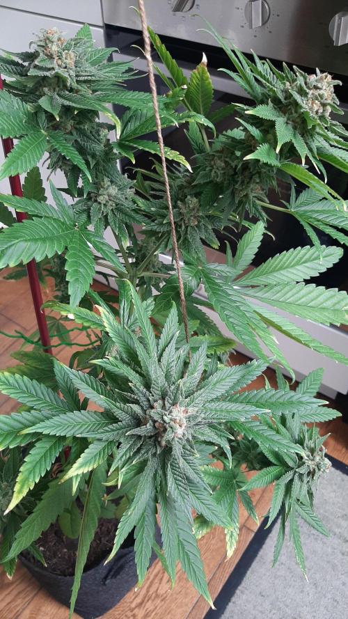 Super lemon haze window/outdoor grow. Week 14