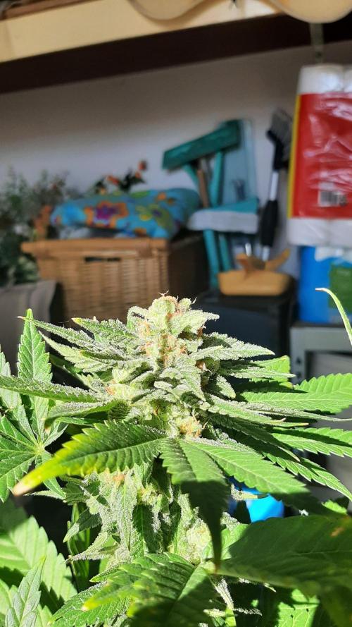 Super lemon haze window/outdoor grow. Week 14
