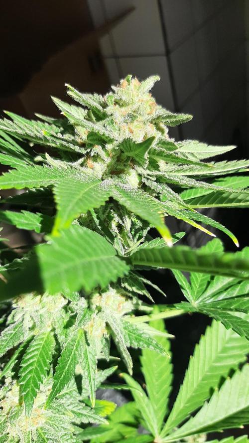 Super lemon haze window/outdoor grow. Week 14