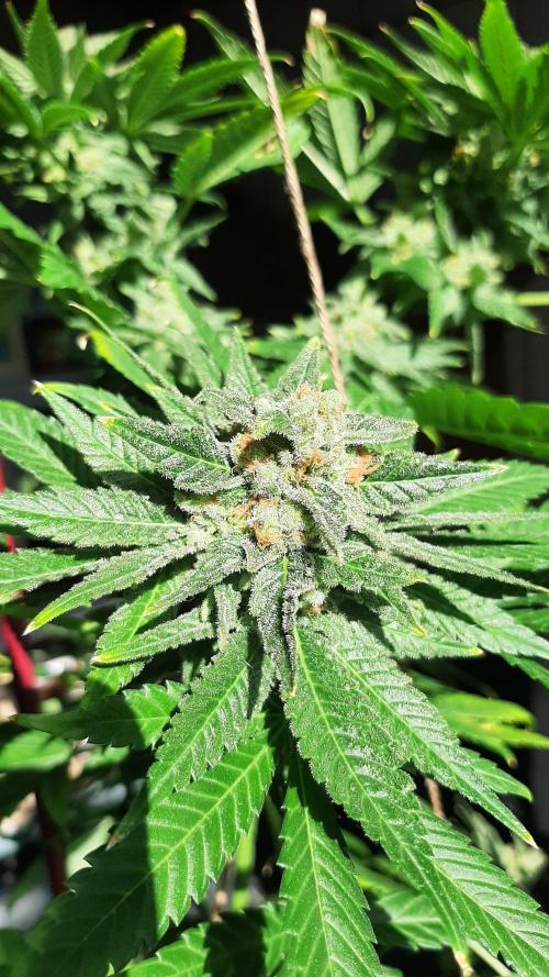 Super lemon haze window/outdoor grow. Week 14