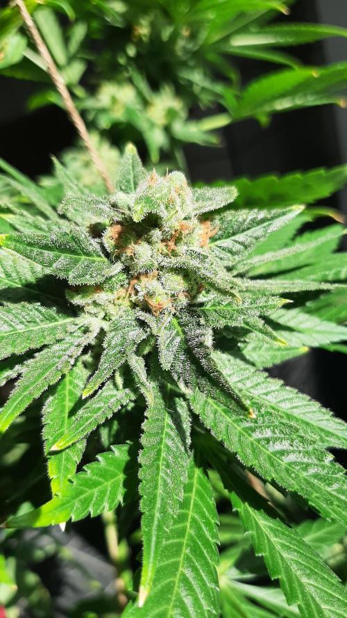 Super lemon haze window/outdoor grow. Week 14