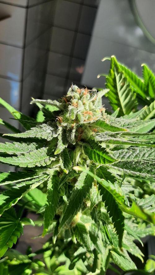 Super lemon haze window/outdoor grow. Week 14