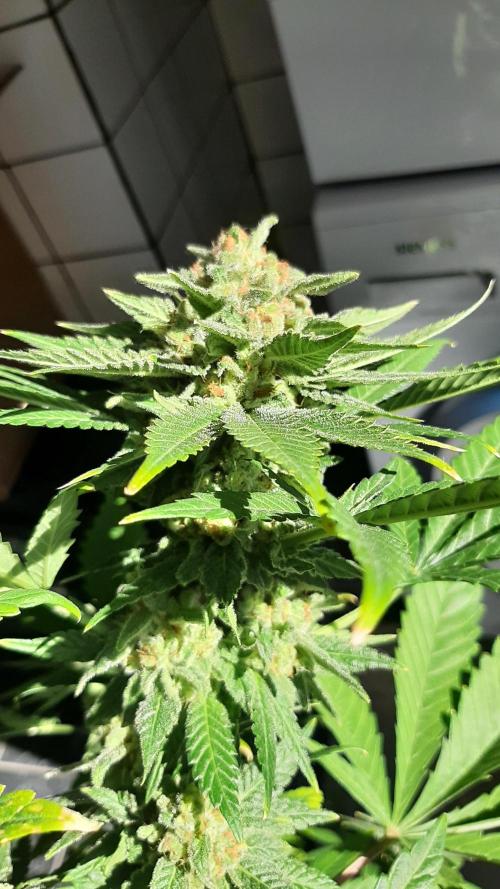 Super lemon haze window/outdoor grow. Week 14