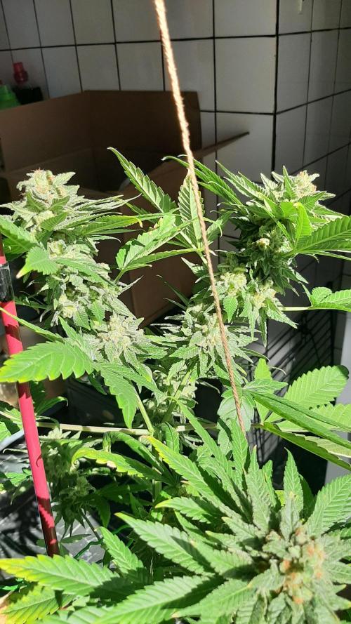 Super lemon haze window/outdoor grow. Week 14