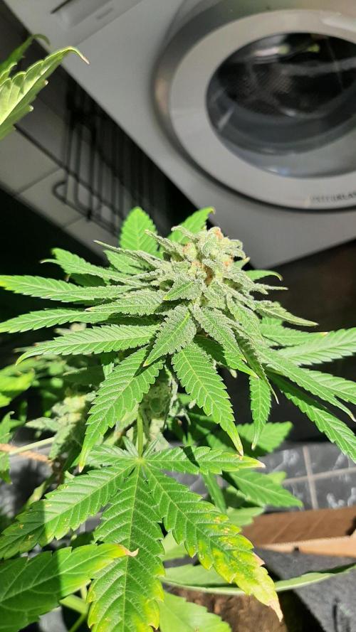 Super lemon haze window/outdoor grow. Week 14