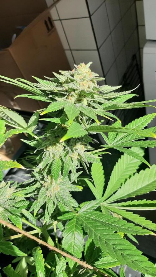 Super lemon haze window/outdoor grow. Week 14