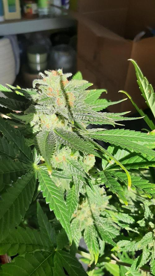 Super lemon haze window/outdoor grow. Week 14