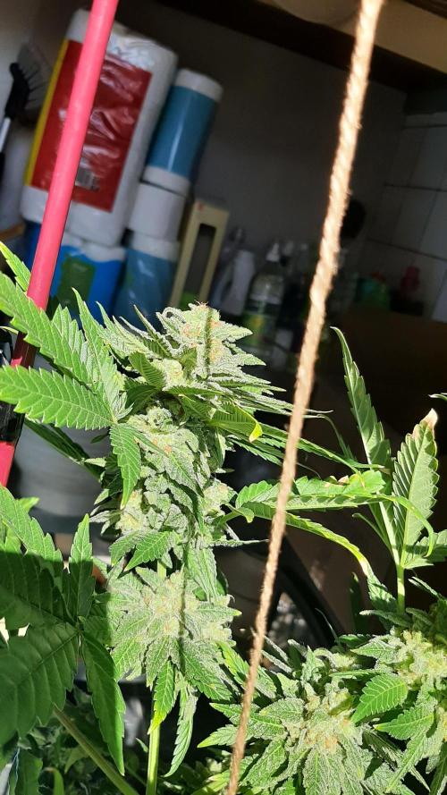 Super lemon haze window/outdoor grow. Week 14