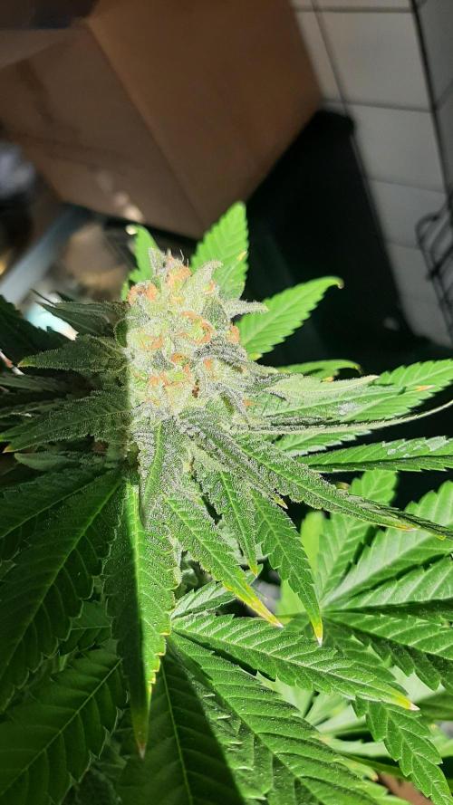 Super lemon haze window/outdoor grow. Week 14