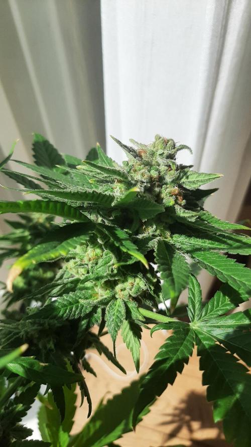 Super lemon haze window/outdoor grow. Week 15