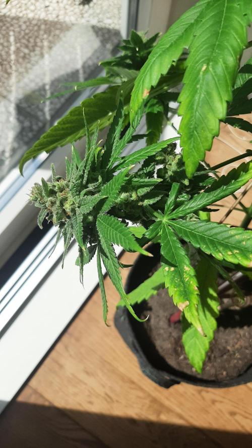 Super lemon haze window/outdoor grow. Week 15