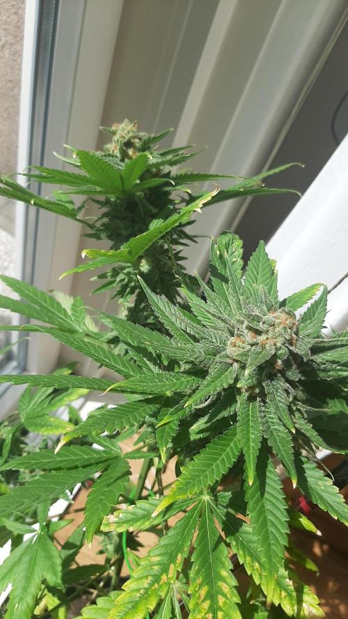 Super lemon haze window/outdoor grow. Week 15