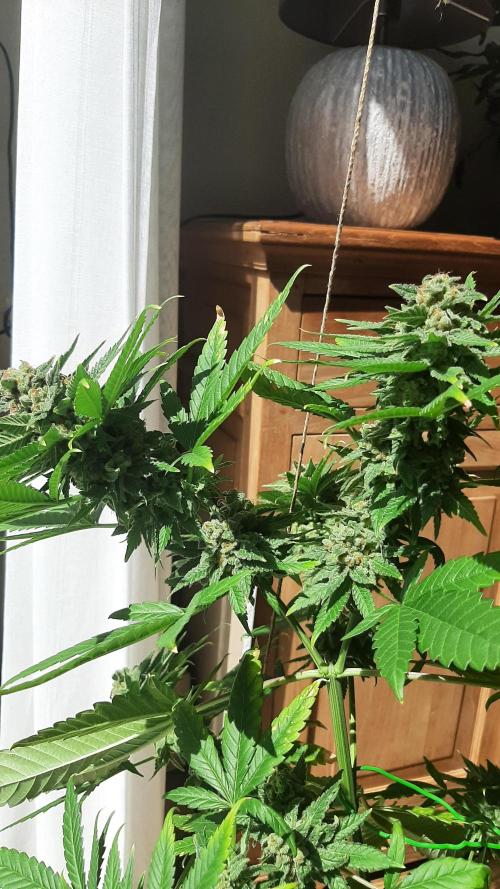 Super lemon haze window/outdoor grow. Week 15