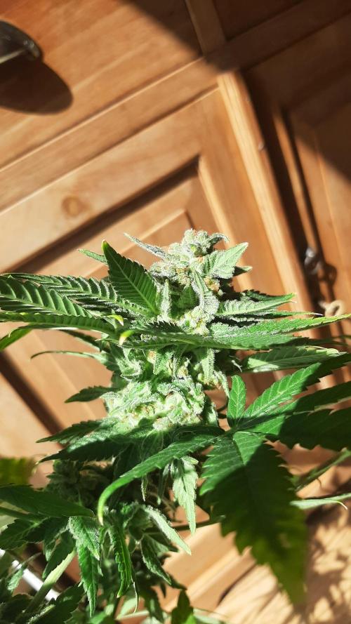 Super lemon haze window/outdoor grow. Week 15