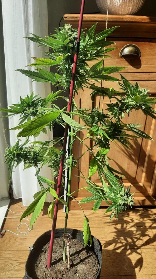 Super lemon haze window/outdoor grow. Week 15