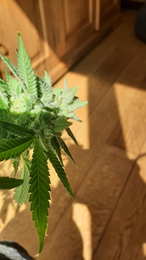 Super lemon haze window/outdoor grow. Week 15