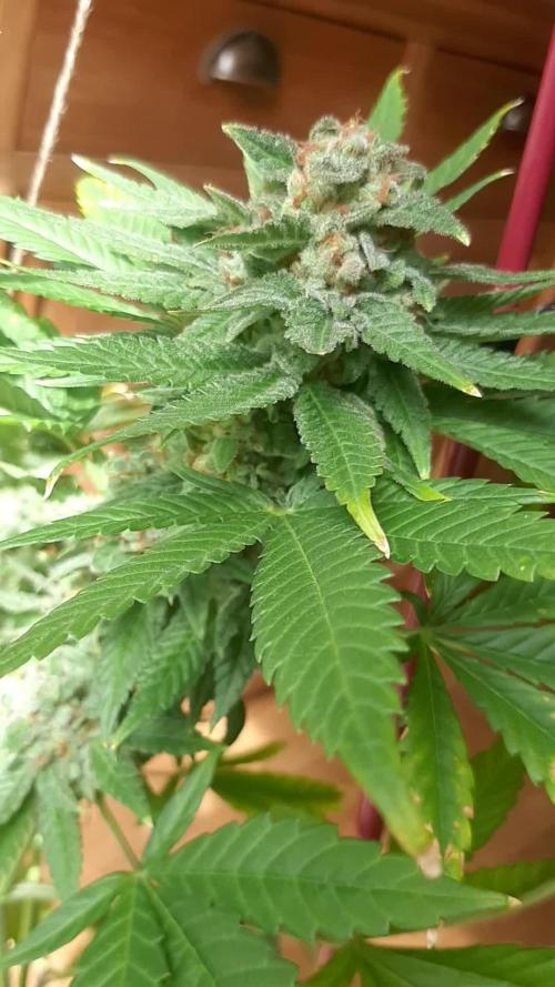 Super lemon haze window/outdoor grow