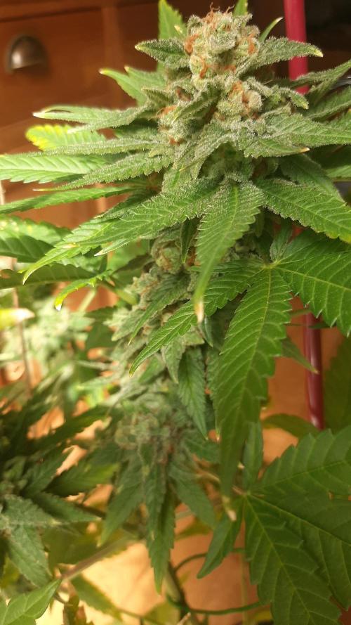 Super lemon haze window/outdoor grow. Week 15
