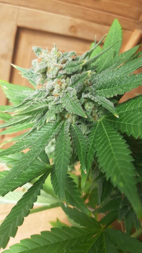 Super lemon haze window/outdoor grow. Week 15