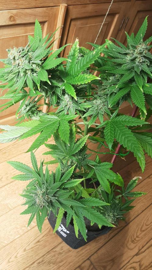 Super Lemon Haze. Week 15