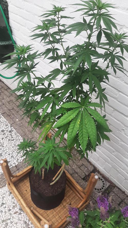 Super lemon haze window/outdoor grow. Week 15