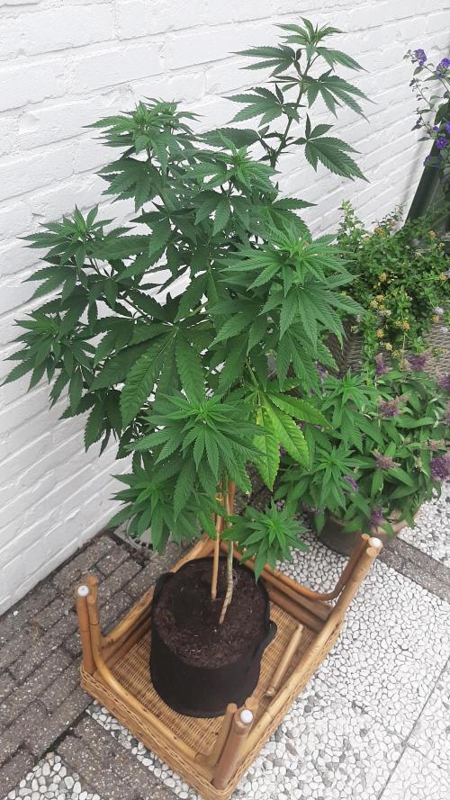 Super Lemon Haze. Week 15
