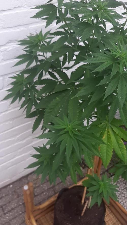 Super lemon haze window/outdoor grow