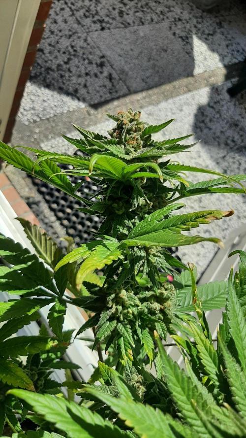 Super lemon haze window/outdoor grow. Week 16