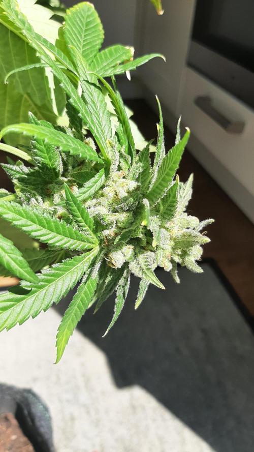 Super lemon haze window/outdoor grow. Week 16