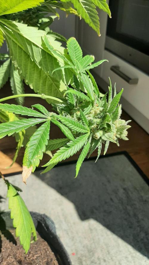 Super lemon haze window/outdoor grow. Week 16